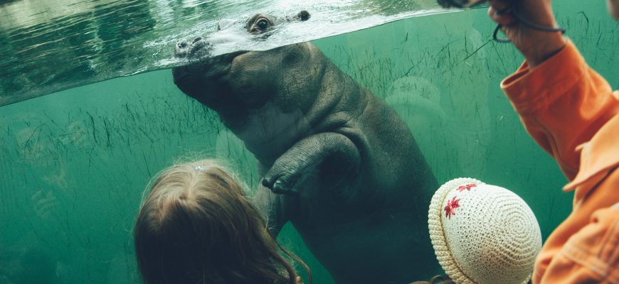 Två flickor kollar på flodhästunge på zoo.